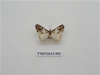 藏品(尺蛾130)的圖片